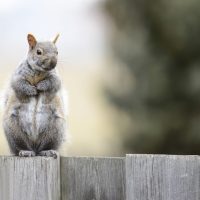 事实核查编辑逐条翻查公开资料并给段落做标记，桌面摊开打印稿与便签，整体呈现严谨的核对工作场景